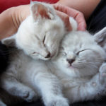 sleeping-kittens