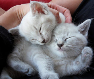 sleeping-kittens